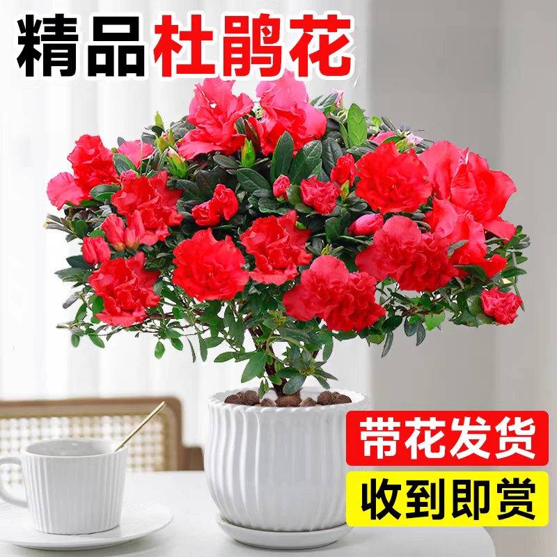 杜鹃花花卉盆栽植物大棵带花苞室内客厅老桩好养易活绿植多季开花