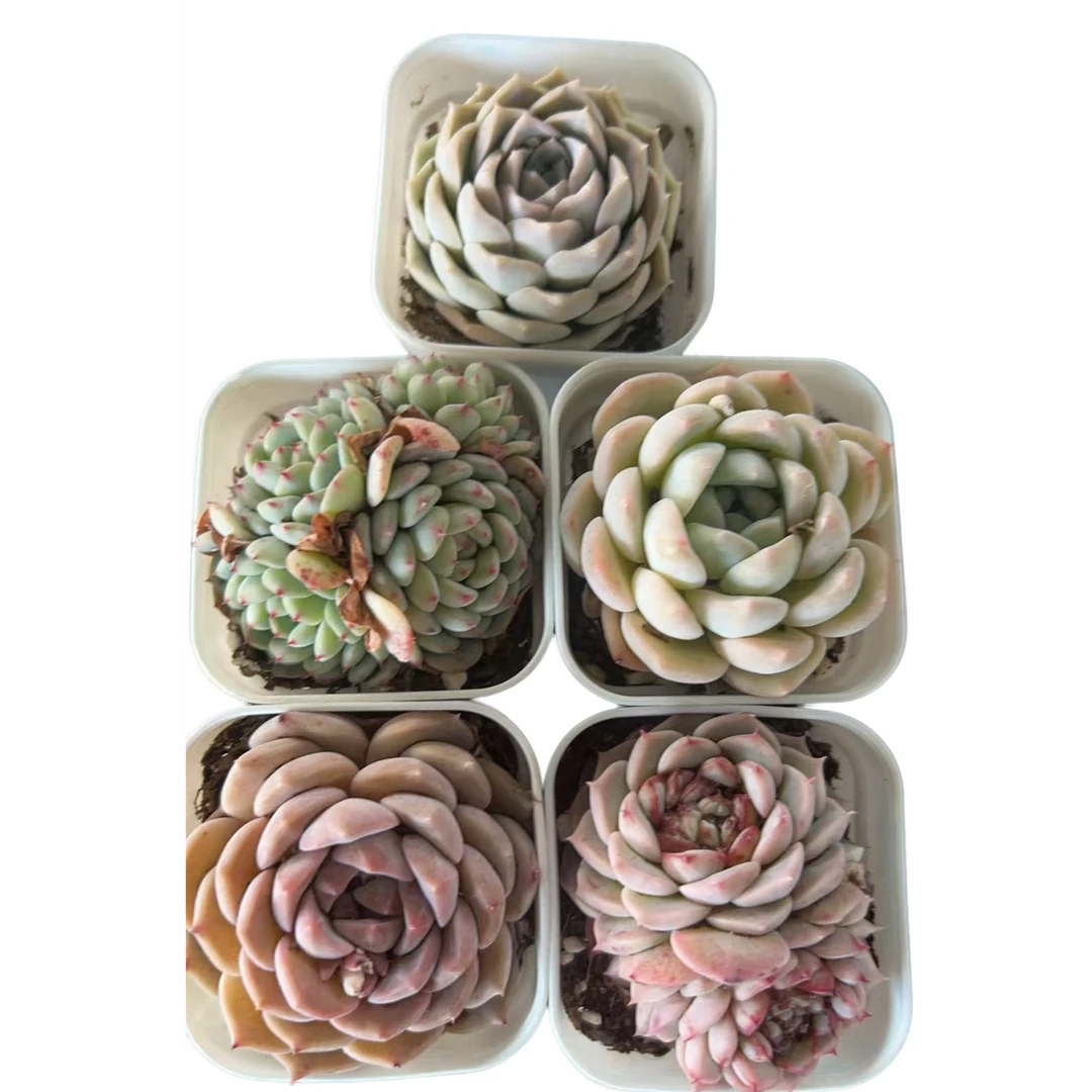 百荟（两单包邮）70杯精控套餐（带盆）   多肉植物  脱土发货