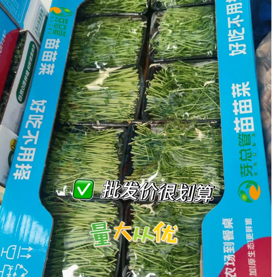 【清脆爽口】批发切根豌豆苗纯水培高营养口感鲜嫩可火锅凉拌炒菜