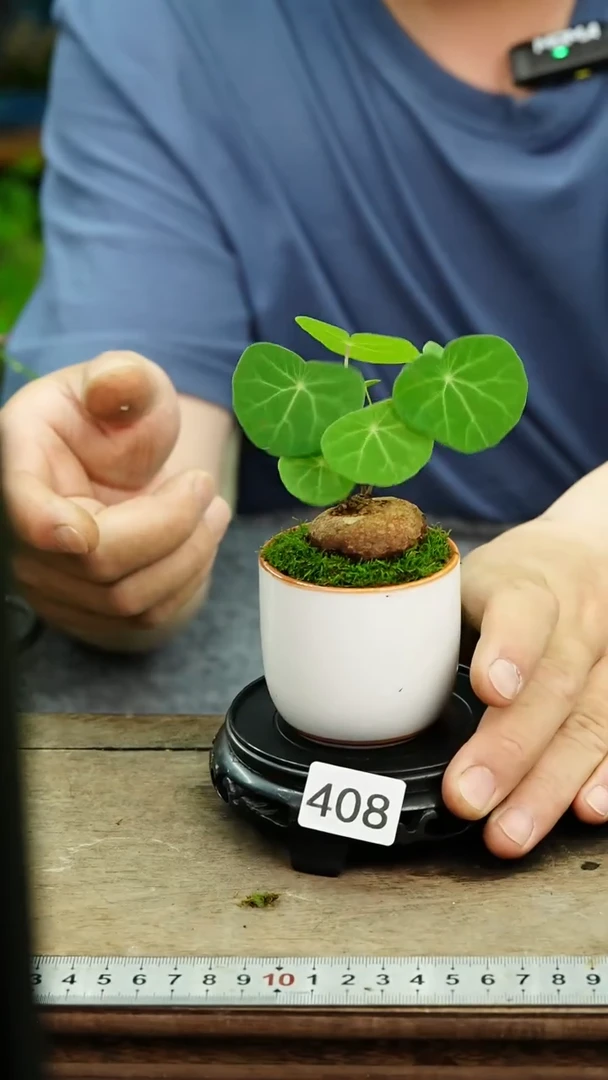 无花朵苔藓微景观408号