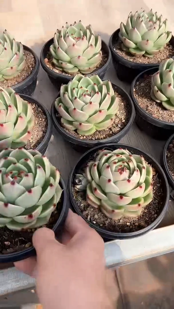 【闪购商品】超级蓝龙多肉（量拍）