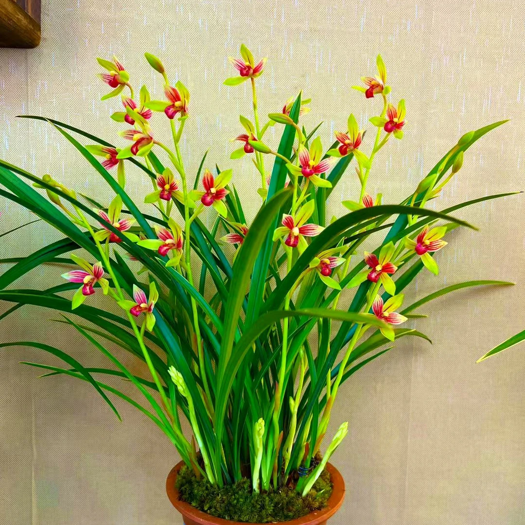 优品兰花建兰名品【佛光红素10苗带8支花剑起】带雕刻紫砂盆 浓香型