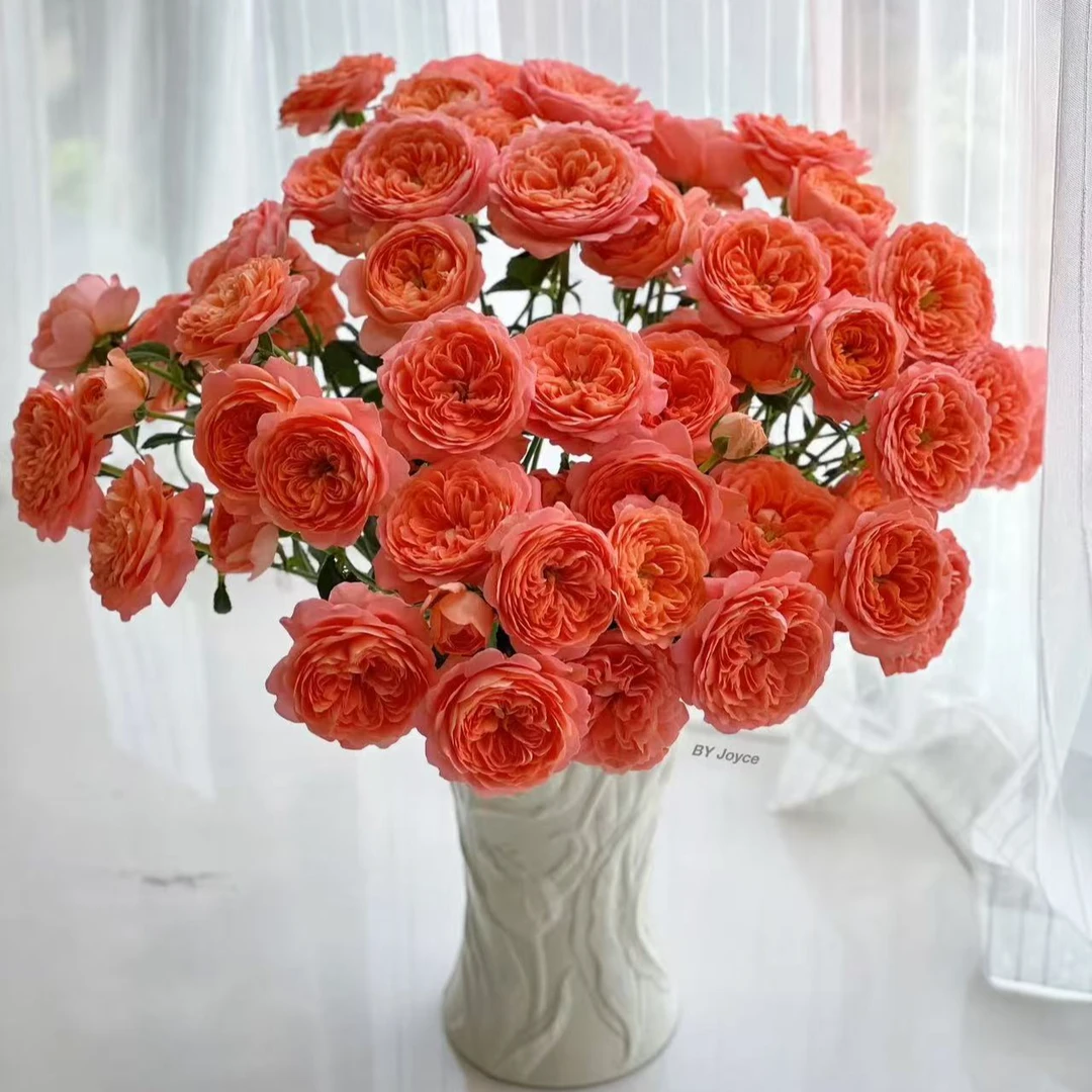 【杏色果汁多头玫瑰】任意两单及两单以上鲜花顺丰冷链包邮发货