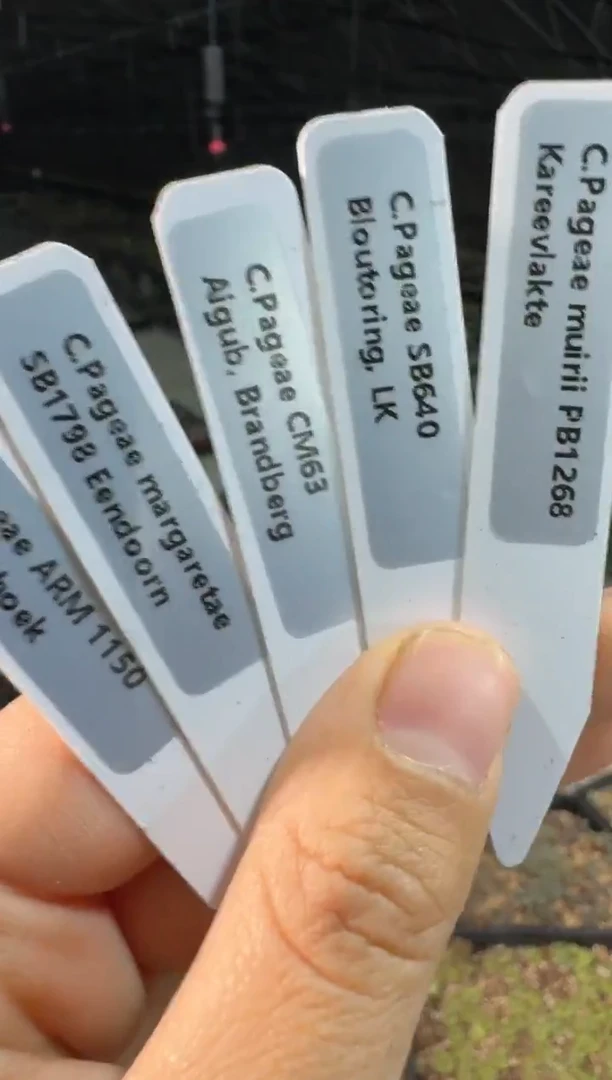 【天津专属】191多肉植物肉锥银标红嘴5颗