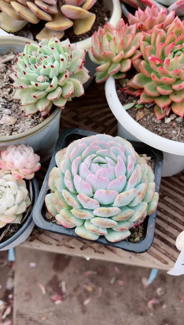 【闪购商品】19221多肉