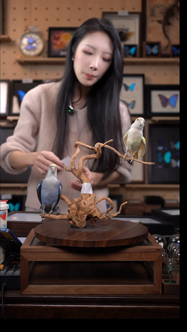 蝴蝶标本摆件竞拍c69