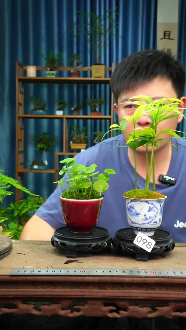 无花朵苔藓微景观098号