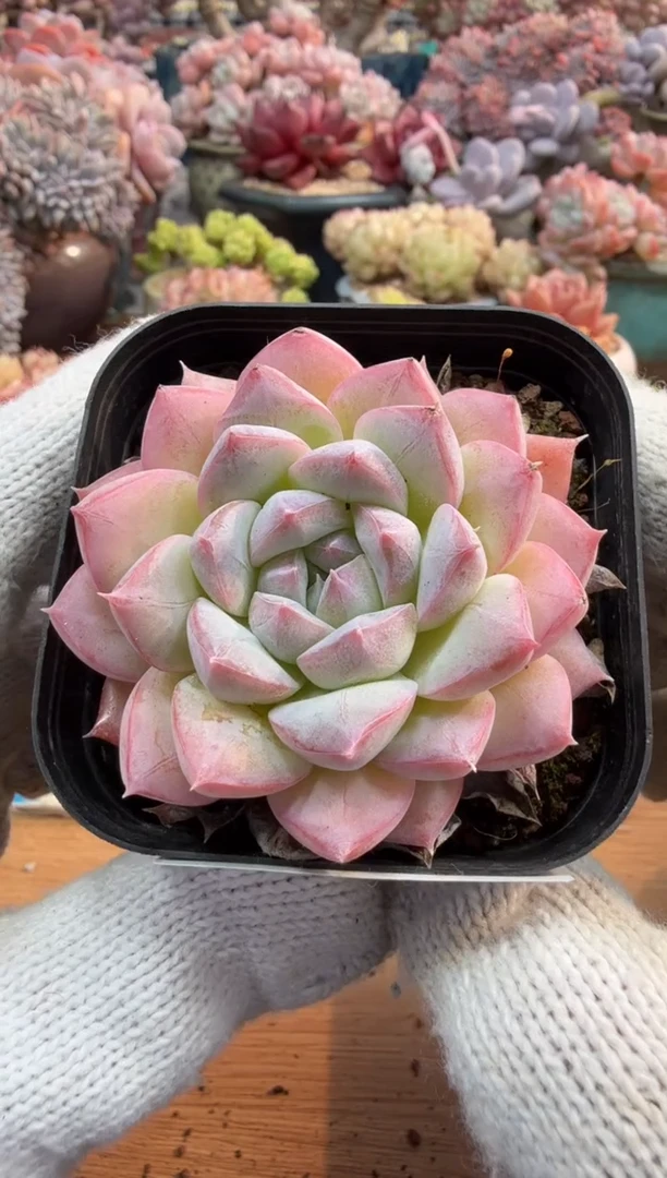 东云多肉园三号店-125