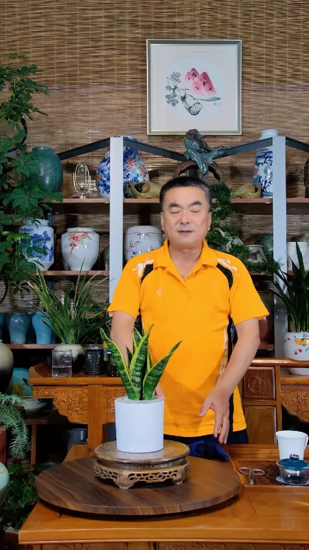 水之韵水培植物虎皮兰不带瓶