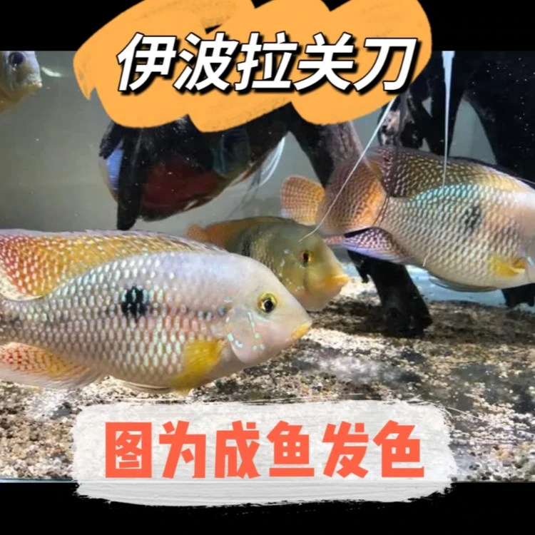 热带观赏鱼 伊波拉关刀