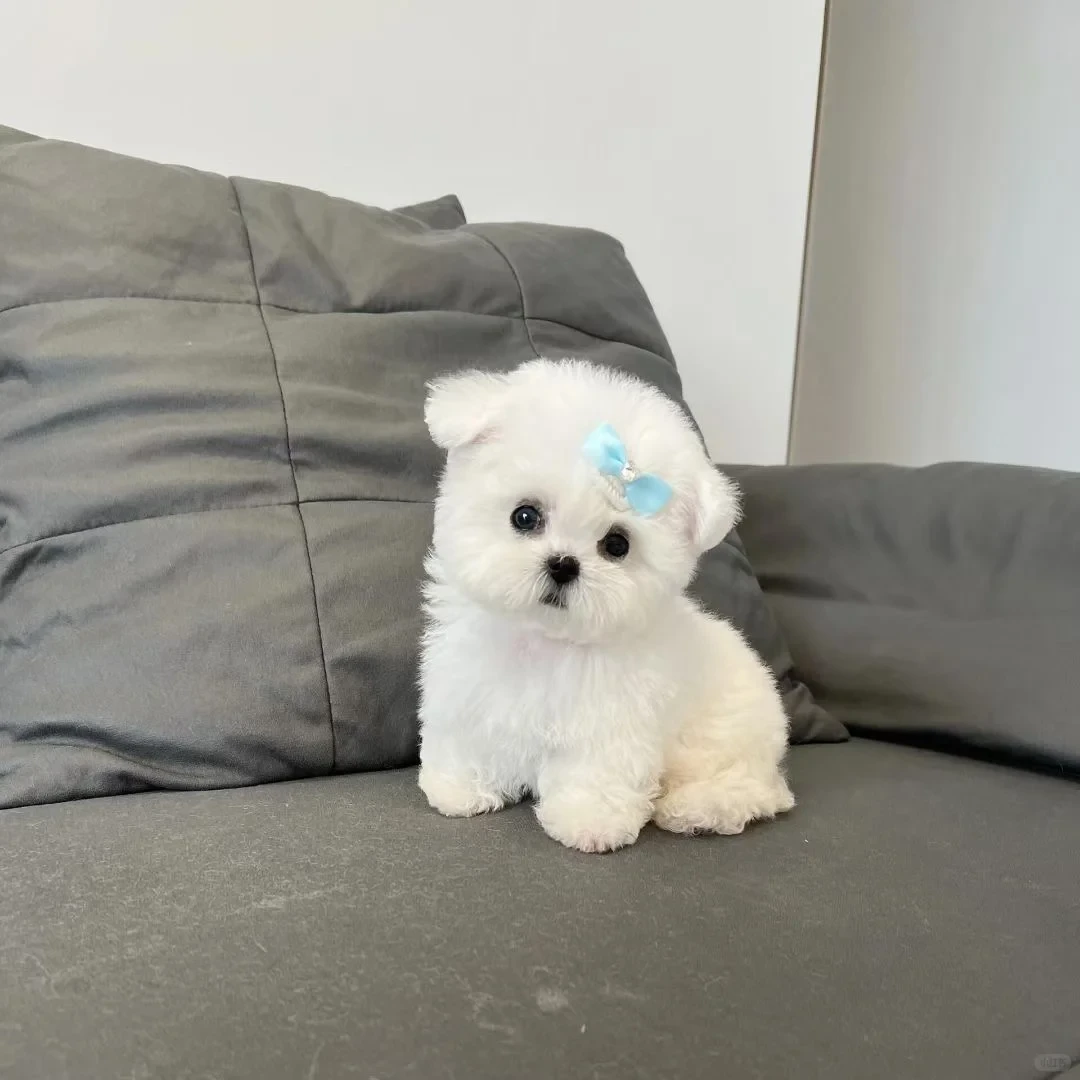 云哥萌俏欢宠物狗狗活体售卖