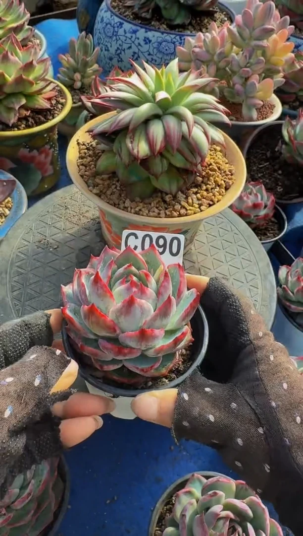 C090惊鸿仙子----