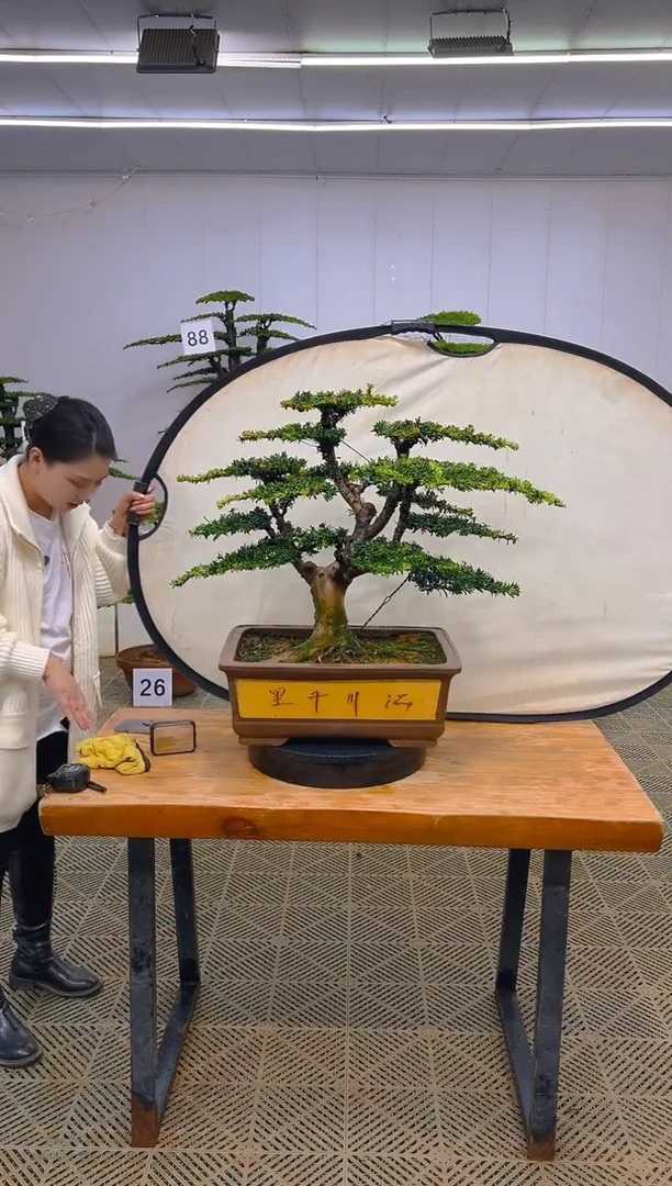 无花朵户****）一物一拍一物一拍