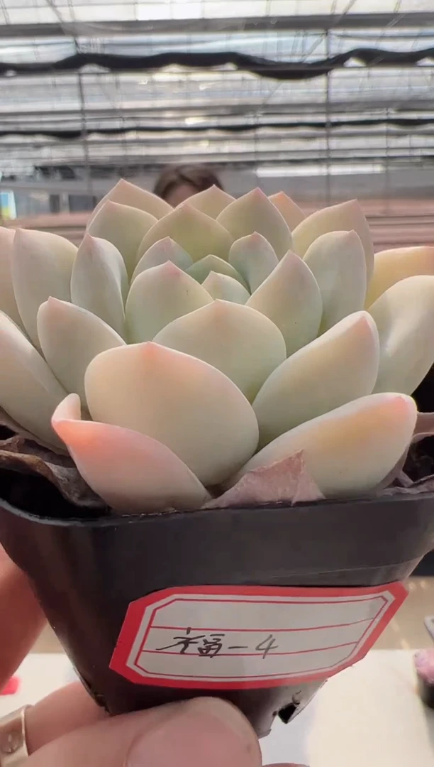 【闪购商品】福利款-3