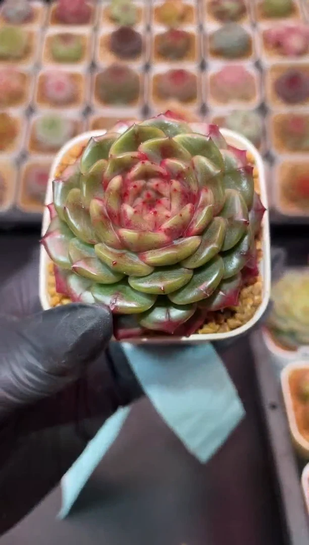 闪购068 十三幺多肉一颗