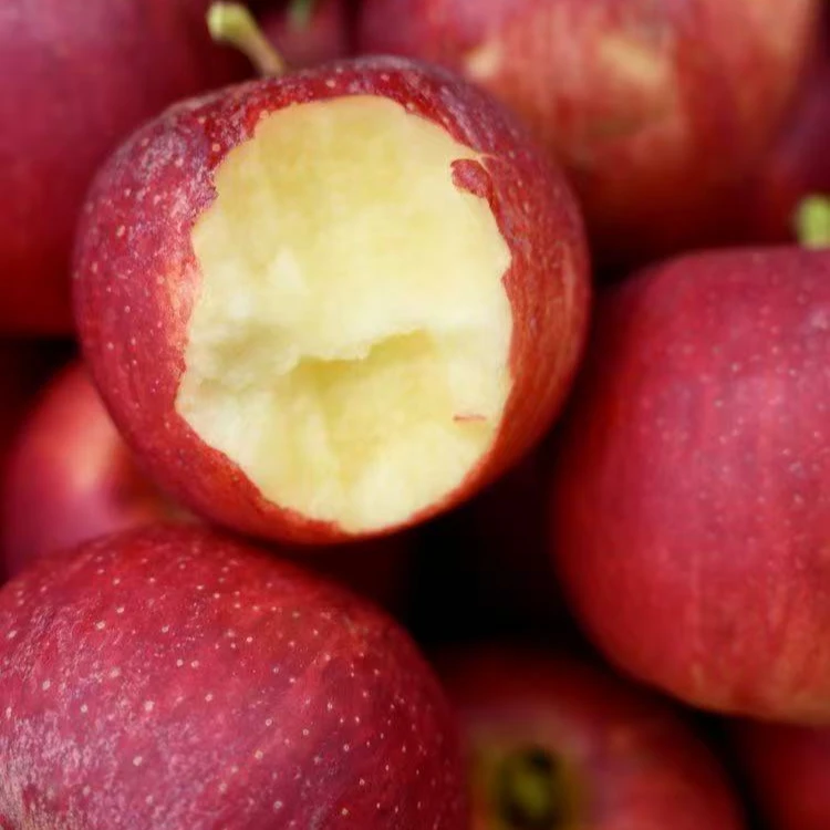 观梧优选大凉山2400米海拔以上巴克艾红珀苹果顺丰快递