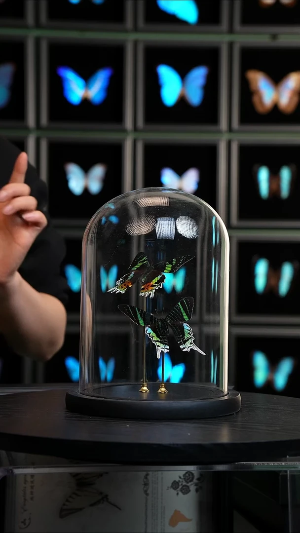 太阳蛾+月亮蛾大号玻璃罩