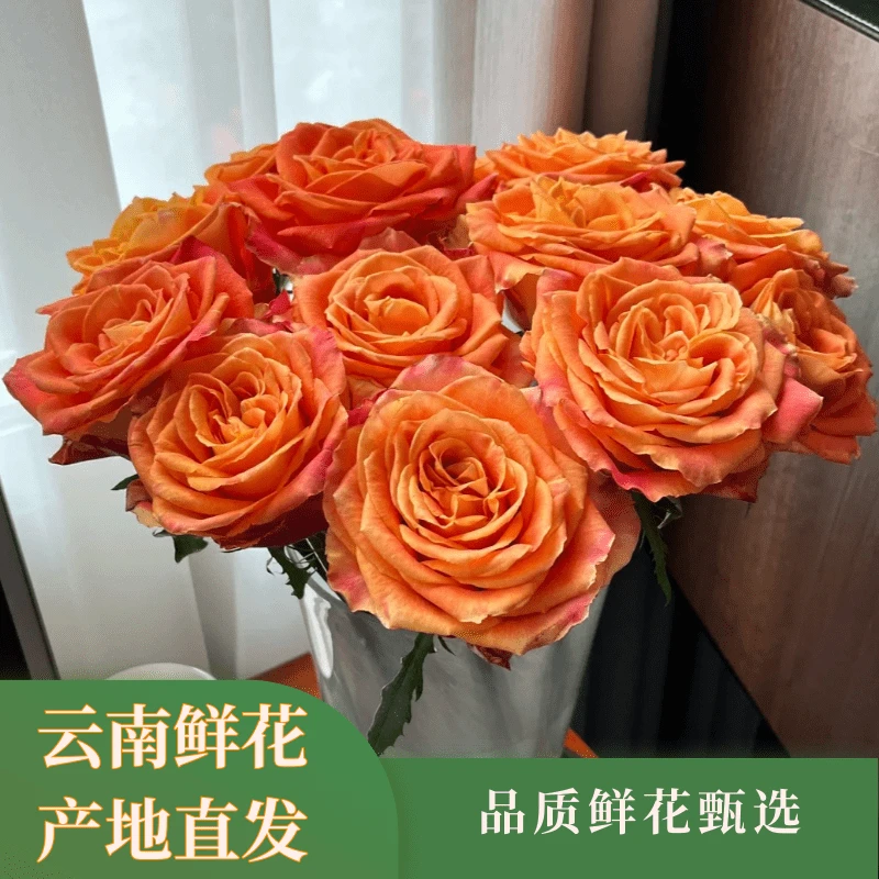 【花海精选】欢乐颂 云南鲜花基地直发
