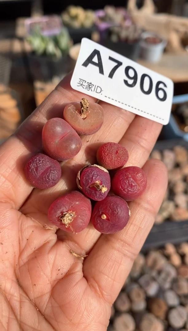 【闪购商品】7960直播一物一拍