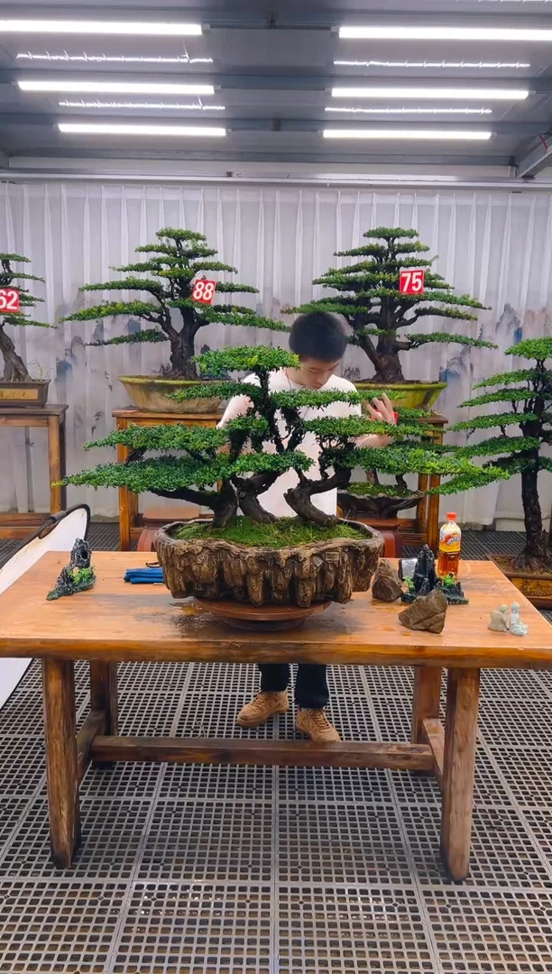 无花朵独*精品盆景直播间一物一拍