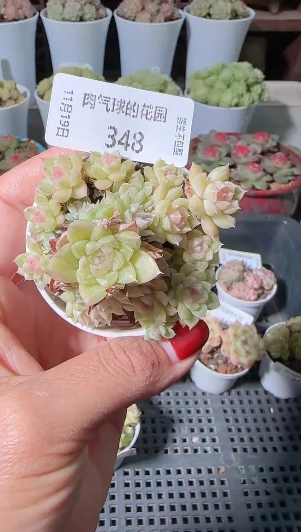 1119-348麦秆群生不包整