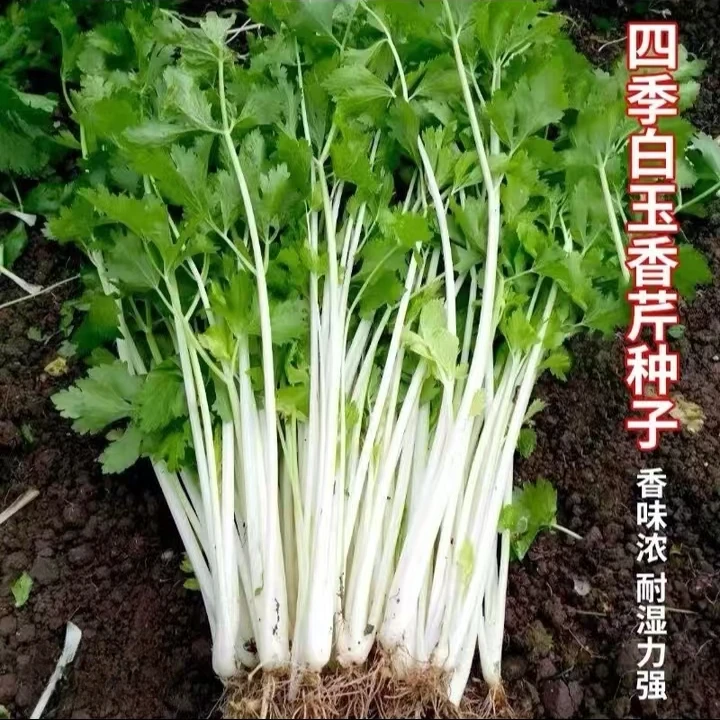 【满5包包邮】四季白芹菜种籽四川白杆白梗芹菜种孑本地实心小香芹