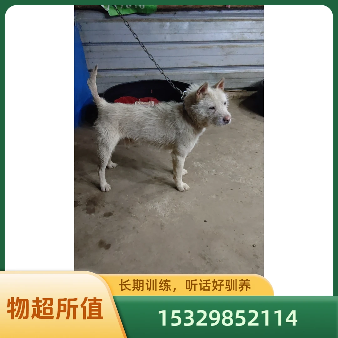 各种土猎犬 狗链条