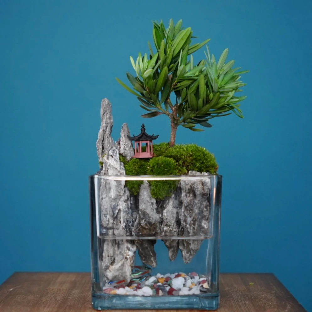 【新品】映月-罗汉松盆景室内小绿植室内桌面绿植景观带氛围灯
