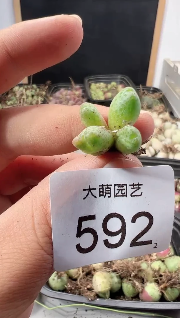 【闪购商品】++++592