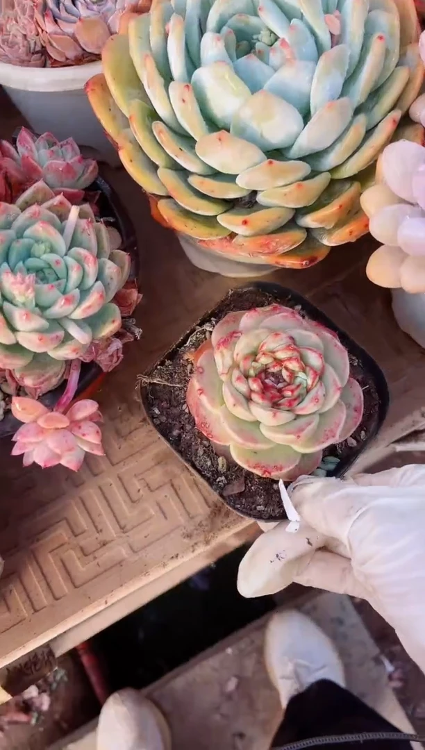 【闪购商品】20122