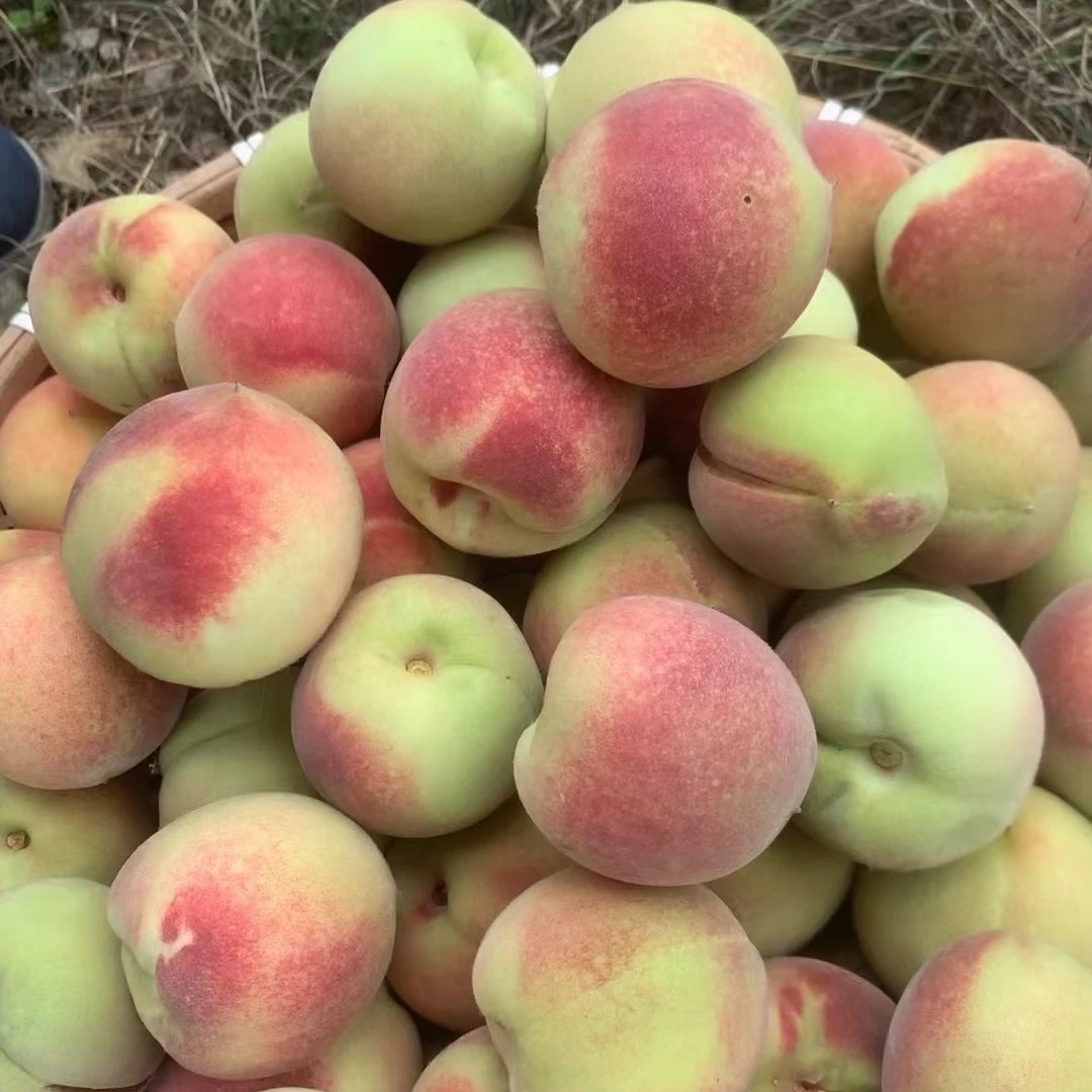 【发净重4.5-5斤】小冬桃新鲜脆桃毛桃当即水果