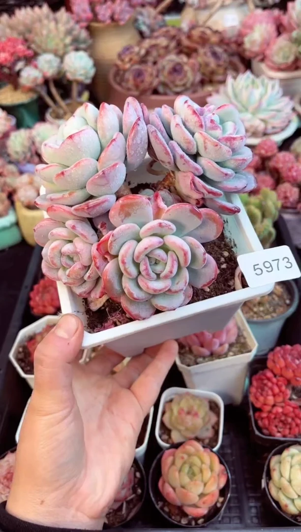 【闪购商品】5973群生漫漫雪多肉