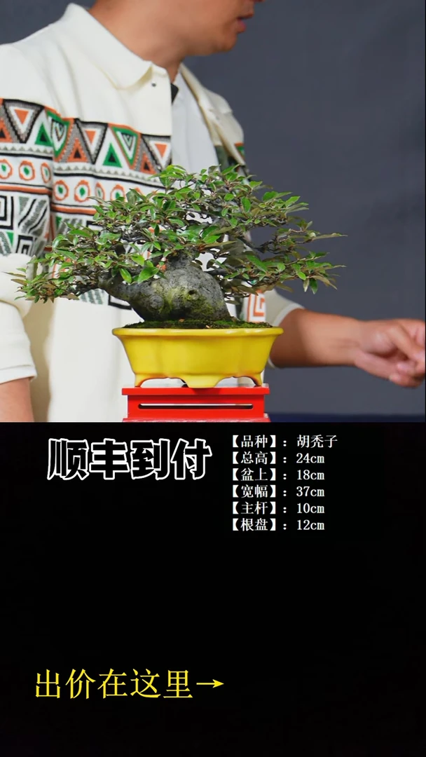 以实际为准胡秃子bubaoyou