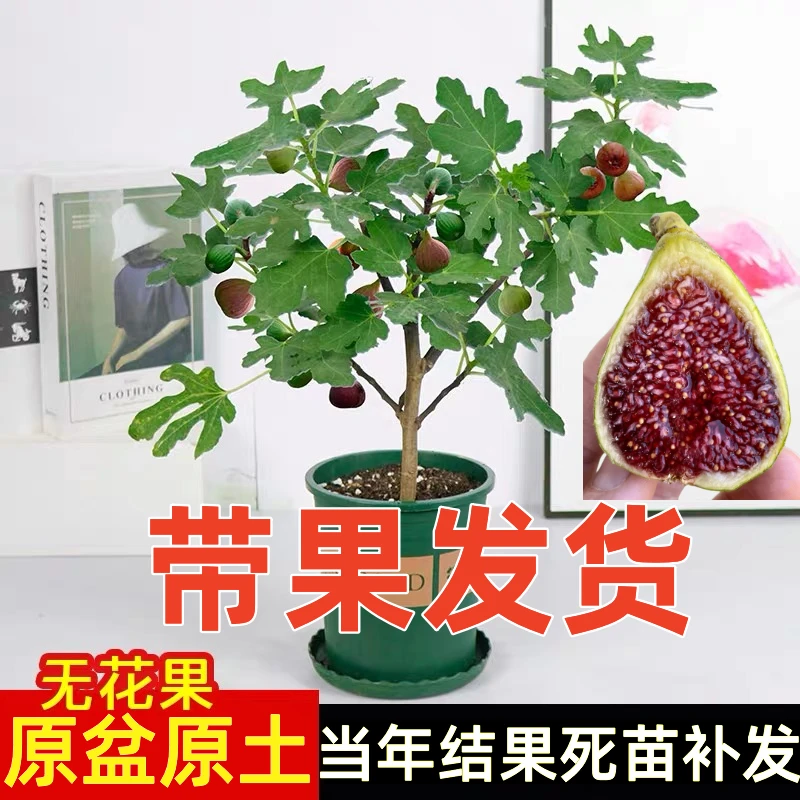 【带果无花果树苗】摘叶带土球 发货高度1米 养死包赔
