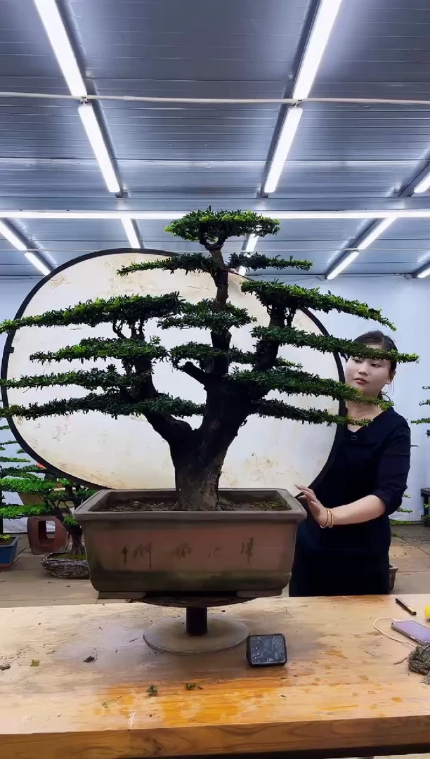 无花朵一物一拍，所见即所得