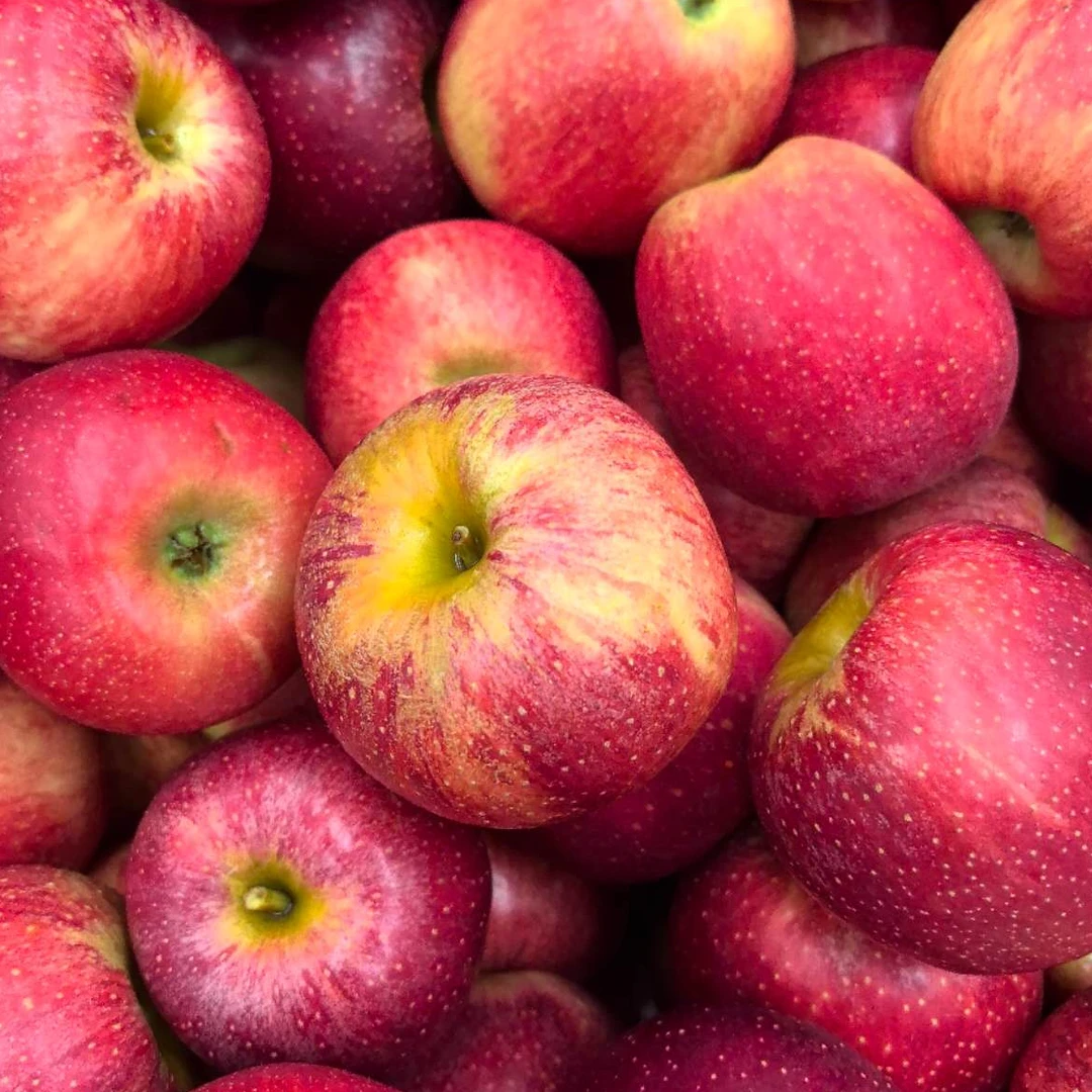 顺丰昭通苹果云南丑苹果孕妇新鲜水果当季脆甜冰糖心平果1-4.5斤