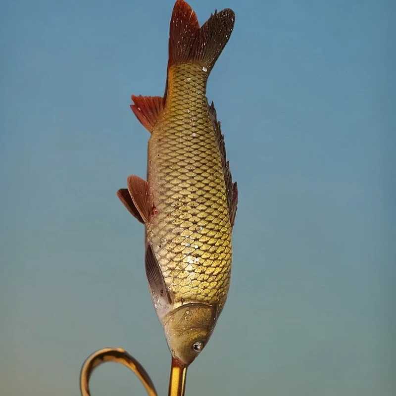 松花湖野生鲤鱼专用链接