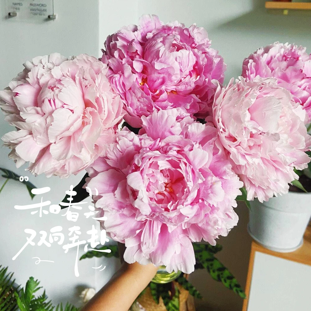 现货【进口芍药鲜切花】芍药花粉沙拉芍药鲜切花插花进口芍药