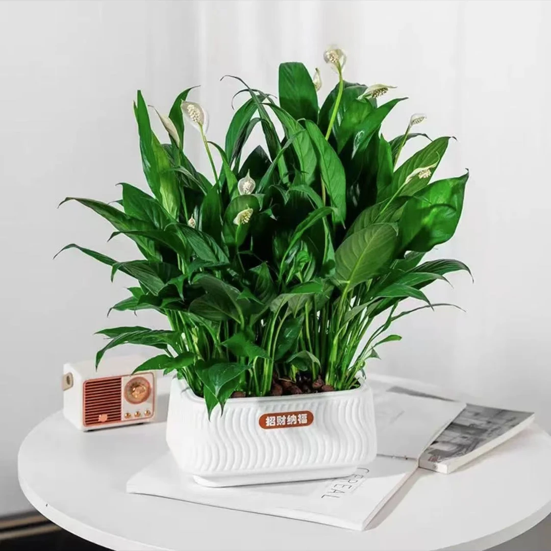 大盆白掌一帆风顺水培土培绿植盆栽花卉客厅净化空气