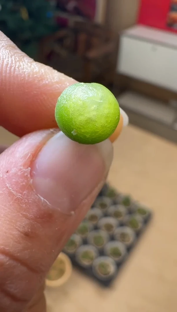 【闪购商品】29-9大葫芦一颗