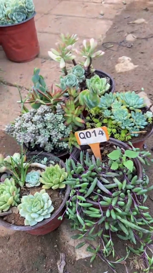 Q014多肉组合默认脱土发货
