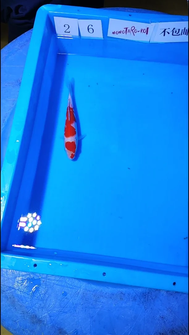 锦鲤【10.13】海港直播间日本锦鲤销售以直播间为准不包邮27