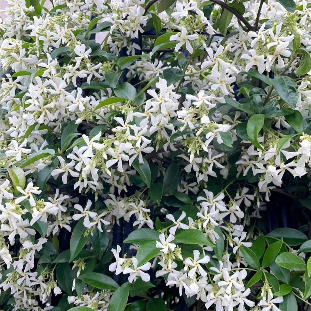 【风车茉莉】银丝茉莉花苗爬藤植物四季种植阳台盆栽地栽南北方种