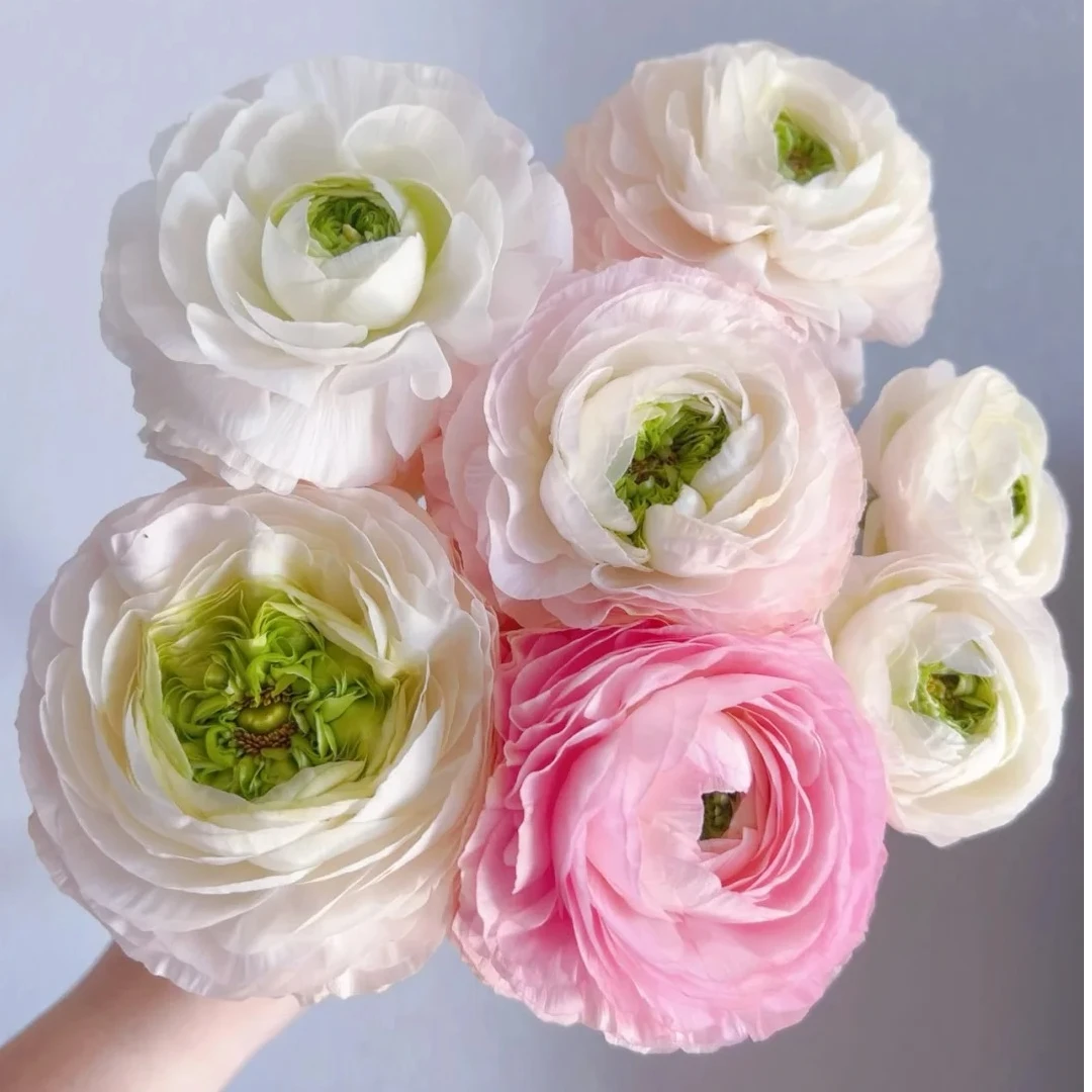 【半岛花铺】洋牡丹  棉花糖  一单普运 两单顺丰包邮