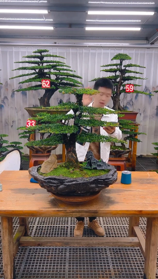 无花朵弹****奇精品盆景直播间一物一拍