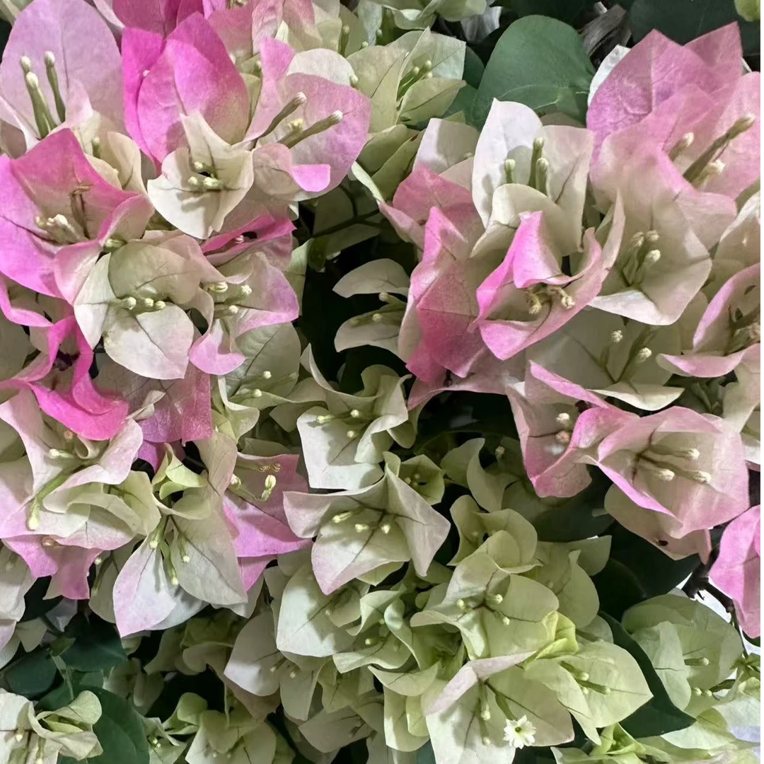 三角梅不挑造型【一物一拍】【非直播期间勿拍】