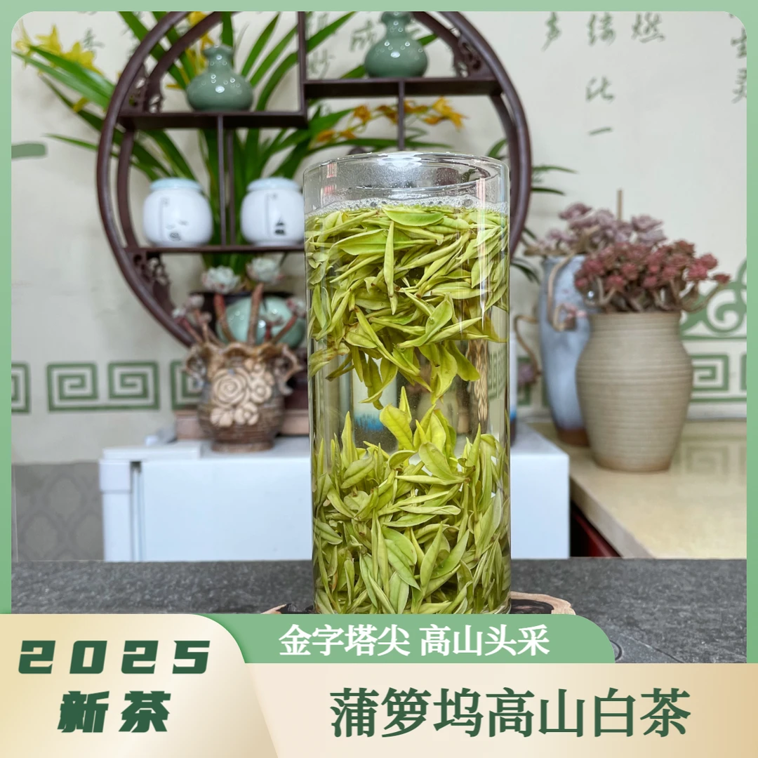【金字塔尖】25年蒲箩坞高山头采白茶（顶货A0）