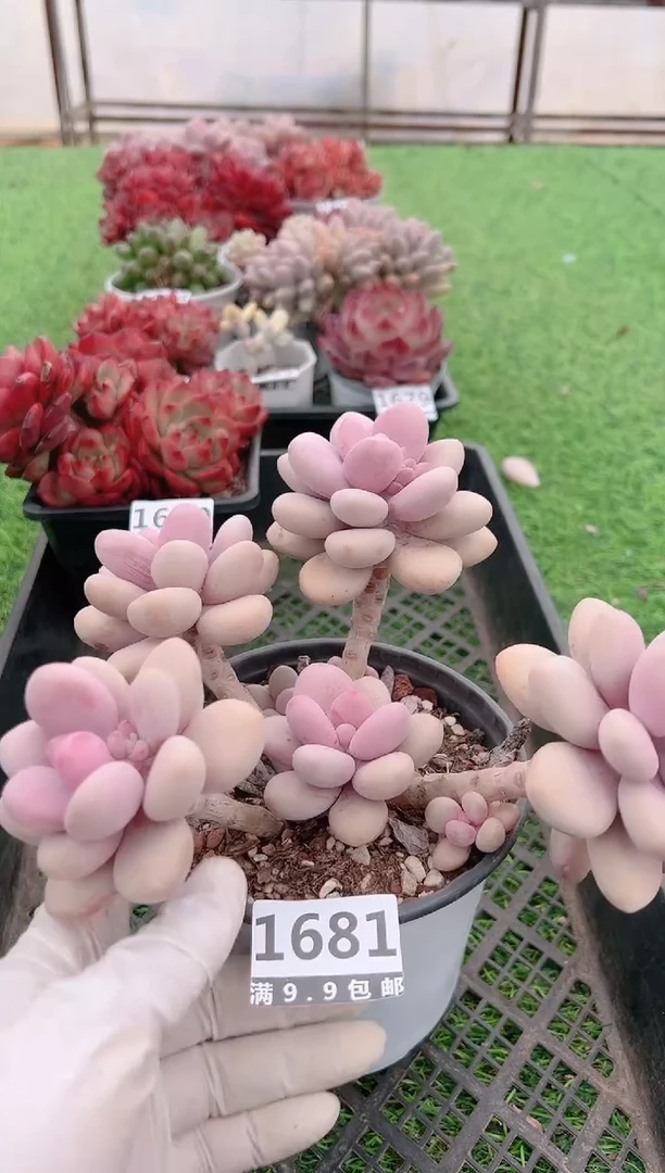 【闪购商品】信福多肉一物一拍