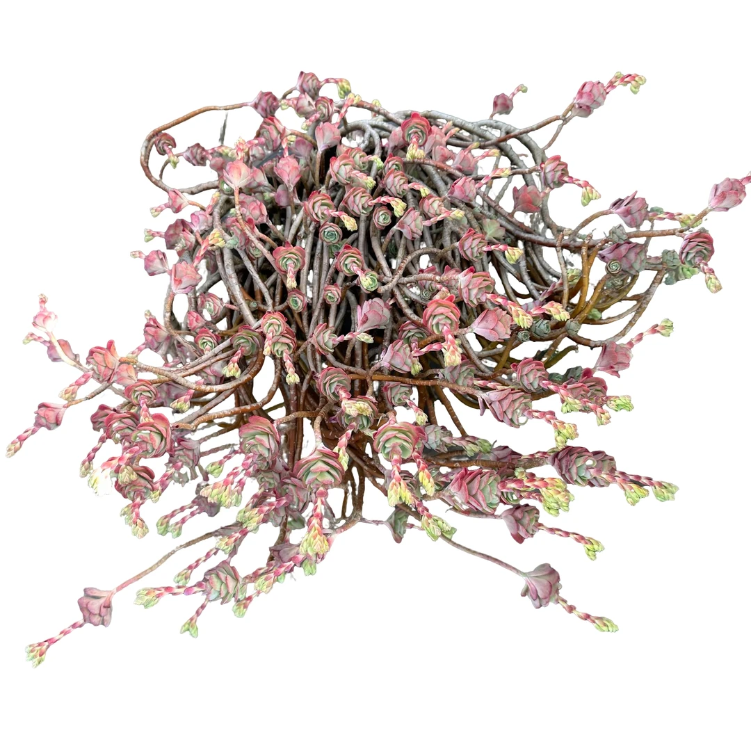 强子精品多肉 薄化妆 多肉植物 精控精养 净化 空气 美化环境