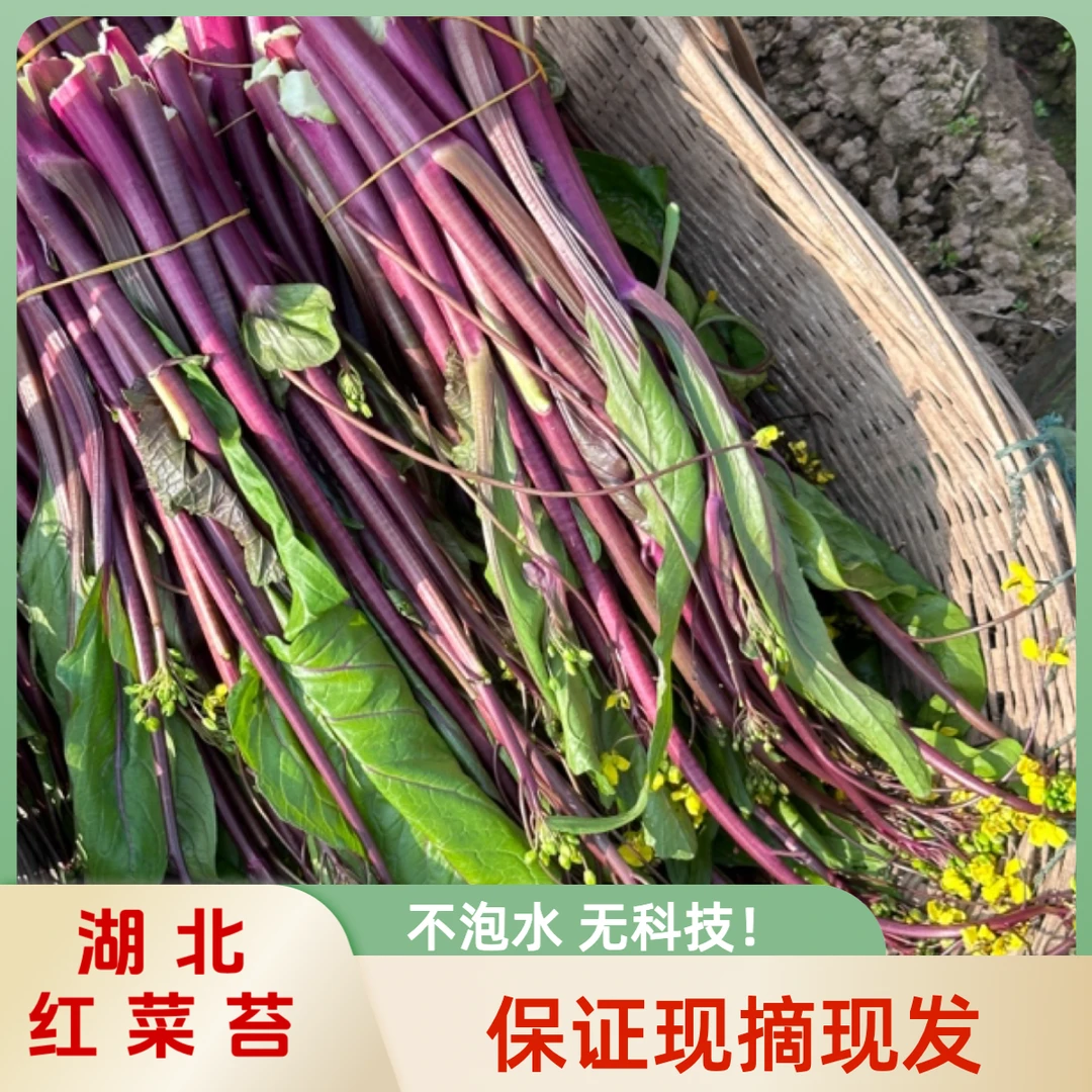 【现摘】红菜苔农家自种露天脆嫩菜心现摘菜红子正宗湖北紫菜苔